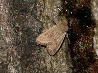 Orthosia cruda 20, Kleine voorjaarsuil, Saxifraga-Joep Steur