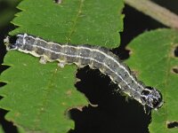 Orthosia cruda 4, Kleine voorjaarsuil, Saxifraga-Ab H Baas