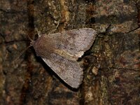 Orthosia populeti male 2, Populierenvoorjaarsuil mannetje, Saxifraga-Joep Steur