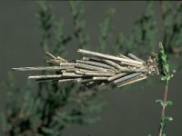 Pachythelia villosella 3, Saxifraga-Frits Bink