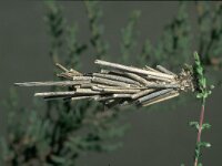 Pachythelia villosella 3, Saxifraga-Frits Bink