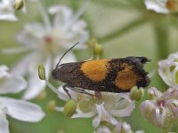 Pammene aurana N0457 : Pammene aurana, Oranje dwergbladroller