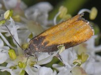 Pammene aurana #13773 : Pammene aurana