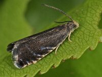 Pammene germmana 2, Haakjesdwergbladroller, Saxifraga-Ab H Baas