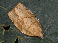 Pandemis cerasana, Barred Fruit-tree Tortrix