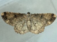 Peribatodes rhomboidaria 02, Taxusspikkelspanner, AHB  Peribatodes rhomboidaria; Taxusspikkelspanner Hardenberg-Heemse op 30 mei 2018 Validatie bevestigd Zie https://waarneming.nl/waarneming/view/157545699