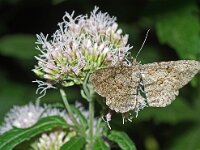 Peribatodes rhomboidaria 11, Taxusspikkelspanner, Saxifraga-Foto Fitis-Adriaan Dijksen