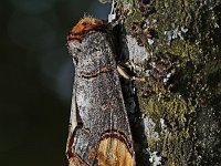 Phalera bucephala 10, Wapendrager, Saxifraga-Jan Nijendijk