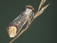 Phalera bucephala 11, Wapendrager, Saxifraga-Frits Bink