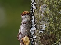 Phalera bucephala 17, Wapendrager, Saxifraga-Jan Nijendijk