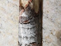 Phalera bucephala 26, Wapendrager, Saxifraga-Rutger Barendse