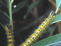 Phalera bucephala 8, Wapendrager, Saxifraga-Janus Verkerk