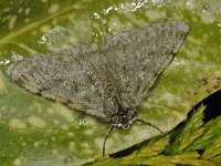Phigalia pilosaria #41555 : Pale Brindled Beauty, Perentak, Phigalia pilosaria