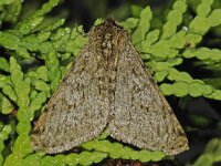 Phigalia pilosaria 15, Perentak, Saxifraga-Ab H Baas