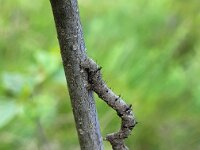 Phigalia pilosaria 20, Perentak, Saxifraga-Ben Delbaere