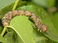 Phigalia pilosaria 01 #06858 : Phigalia pilosaria, Perentak