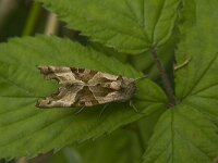 Phlogophora meticulosa 13, Agaatvlinder, Saxifraga-Jan van der Straaten