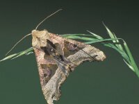 Phlogophora meticulosa 4, Agaatvlinder, Saxifraga-Frits Bink