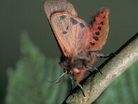 Phragmatobia fuliginosa 2, Kleine beer, ex pupa, Saxifraga-Frits Bink
