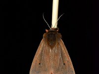 Phragmatobia fuliginosa 4, Kleine beer, Saxifraga-Peter Gergely