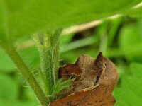 Phyllodesma tremulifolium 2, Saxifraga-Ab H Baas