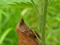 Phyllodesma tremulifolium 3, Saxifraga-Ab H Baas