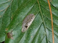 Phyllonorycter maestingella 3, Beukenvouwmot, Saxifraga-Foto Fitis-Adriaan Dijksen