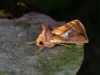 Plusia festucae 2, Goudvenstertje, Saxifraga-Luc Hoogenstein