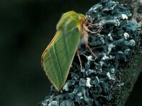 Pseudoips prasinana 3, Zilveren groenuil, Vlinderstichting-Nely Honig