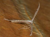Pterophoridae sp 1, Vedermot sp, Saxifraga-Ab H Baas