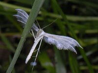 Pterophorus pentadactyla 6, Vijfvingerige vedermot, Saxifraga-Ab H Baas