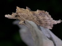 Pterostoma palpina 6, Snuitvlinder, Saxifraga-Peter Meininger