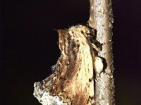 Ptilodon cucullina 1, Esdoorntandvlinder, Saxifraga-Peter Gergely