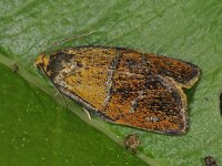 Ptycholoma lecheana 4, Koraalbladroller, Saxifraga-Ab H Baas