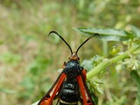 Pyropteron chrysidiformis 2, Zuringwespvlinder, female, Saxifraga-Ed Stikvoort : Loire bij Feurs s9900