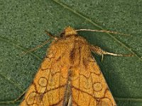Pyrrhia umbra 1, Oranje o-vlinder, Saxifraga-Zoran-Bozovic