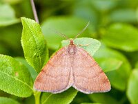Scopula rubiginata 2, Purperen stipspanner, Saxifraga-Gerard de Jong : Insect, Leersumse Veld, Macro, Overig, Purperen stipspanner, Saxifraga Beeldbank, Scopula rubiginata, moth, nachtvlinder