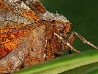 Selenia tetralunaria 2, Saxifraga-Ab H Baas