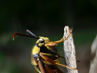 Sesia apiformis 10, Hoornaarvlinder, Saxifraga-Mark Zekhuis