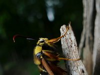 Sesia apiformis 9, Hoornaarvlinder, Saxifraga-Mark Zekhuis