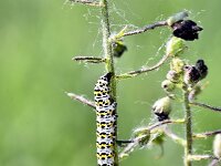 Shargacucullia gozmanyi 2, Saxifraga-Peter Gergely