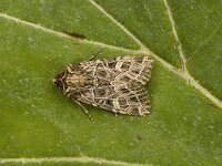 Sideridis reticulata 4, Gelijnde silene-uil, Saxifraga-Marijke Verhagen