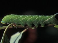 Smerinthus ocellata 2, Pauwoogpijlstaart, Vlinderstichting-Nely Honig