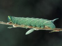 Smerinthus ocellata 3, Pauwoogpijlstaart, Vlinderstichting-Nely Honig