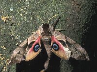 Smerinthus ocellata 5, Pauwoogpijlstaart, Saxifraga-Frits Bink
