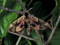 Smerinthus ocellata 8, Pauwoogpijlstaart, Vlinderstichting-Nely Honig