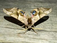 Smerinthus ocellatus 12, Pauwoogpijlstaart, Saxifraga-Bart Vastenhouw