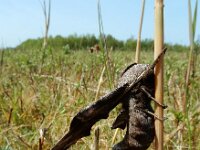 Smerinthus ocellatus 22, Pauwoogpijlstaart, Saxifraga-Ed Stikvoort : Schotsman 1 mei 2024
