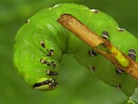 Sphinx ligustri 1, Ligusterpijlstaart, Vlinderstichting-Ab H Baas