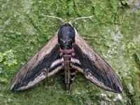 Sphinx ligustri 10, Ligusterpijlstaart, Saxifraga-Jaap Schelvis